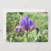 Wilde Iris Feestdagenkaart (Voorkant)