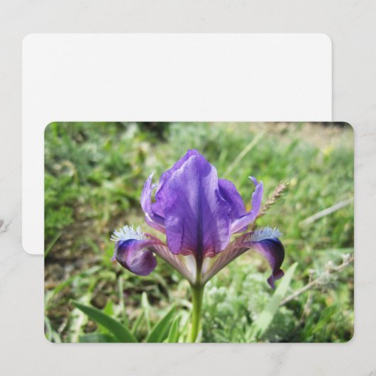 Wilde Iris Feestdagenkaart (Voorkant / Achterkant)