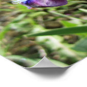 Wilde Iris Poster (Hoek)