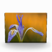 Wilde Iris Wildflower in Alpenglow Reflection Fotoblokken (Voorkant)