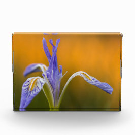 Wilde Iris Wildflower in Alpenglow Reflection Fotoblokken