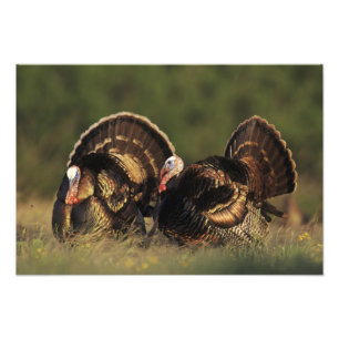 Wilde kalkoen, Meleagris gallopavo,mannetjes Foto Afdruk
