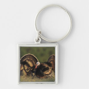 Wilde kalkoen, Meleagris gallopavo,mannetjes Sleutelhanger