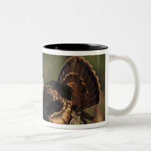 Wilde kalkoen, Meleagris gallopavo,mannetjes Tweekleurige Koffiemok