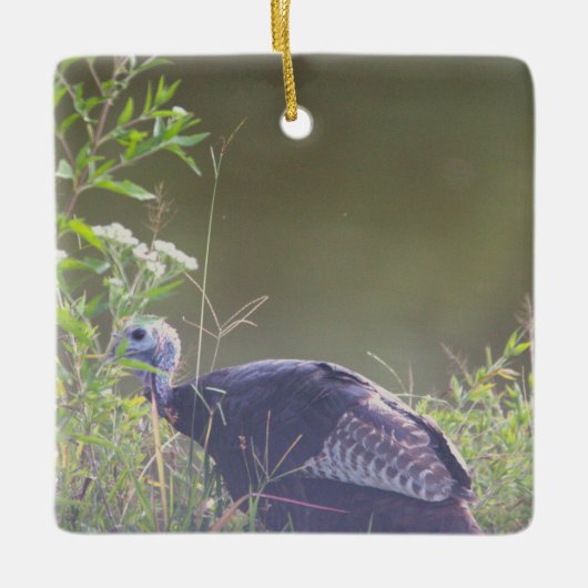 Wilde kalkoen verbergen in Grass Ornament (Voorkant)