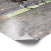 Wilde kalkoenen Drink uit Puddle Print Foto Afdruk (Hoek)