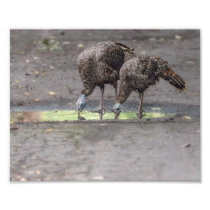 Wilde kalkoenen Drink uit Puddle Print Foto Afdruk