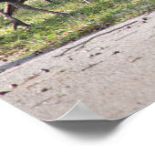 Wilde kalkoenen in gras Foto Poster (Hoek)