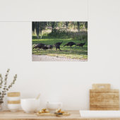 Wilde kalkoenen in gras Foto Poster (Keuken)