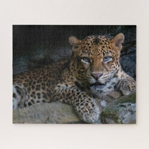 Wilde kat Jaguar Dier Legpuzzel