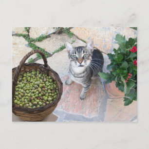 Wilde kat kitten Giannino met olijfkist Briefkaart