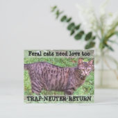 Wilde katten hebben ook liefde nodig - Tabby Cat Briefkaart (Staand voorkant)