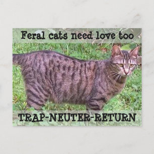 Wilde katten hebben ook liefde nodig - Tabby Cat Briefkaart