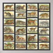 Wilde katten poster (Voorkant)