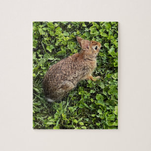 Wilde konijn in gras en klaver, puzzels