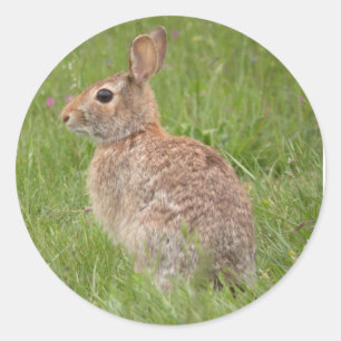 Wilde konijn in mijn achtertuin ronde sticker