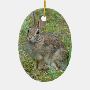 Wilde konijn oostelijk katoenstaart Ornament
