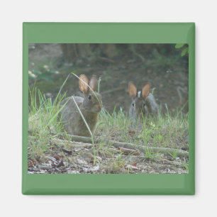 Wilde konijnen Eastern Cottontail Pair Apparel Gif Magneet