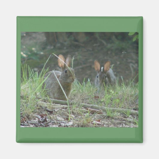 Wilde konijnen Eastern Cottontail Pair Apparel Gif Magneet (Voorkant)