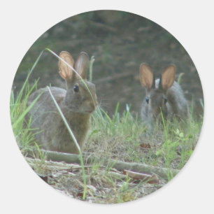 Wilde konijnen Eastern Cottontail Pair Apparel Gif Ronde Sticker