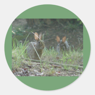 Wilde konijnen Eastern Cottontail Pair Apparel Gif Ronde Sticker