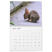 Wilde konijnen kalender (Jan 2027)
