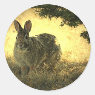 Wilde konijnen Stickers