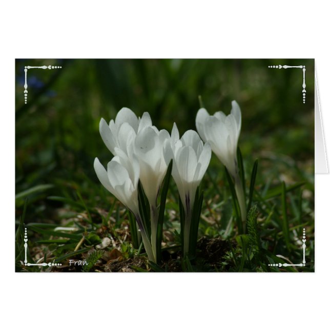wilde kruiderijen (Voorkant Horizontaal)