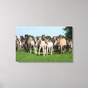 Wilde kudde van Duelmen Ponies met veulens. Canvas Afdruk