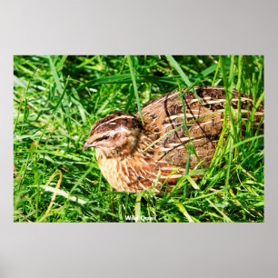 Wilde Kwartel Poster