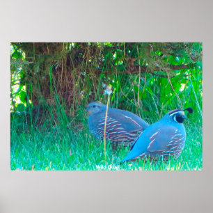 Wilde Kwartel Poster