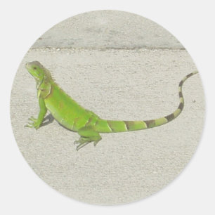 Wilde leguaan ronde sticker