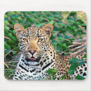 Wilde luipaard in Afrika Muismat