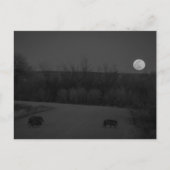 wilde maan briefkaart (Voorkant)