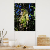 Wilde Macadamia-notenboom in bloom Poster (Keuken)