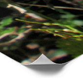 Wilde Macadamia-notenboom in bloom Poster (Hoek)