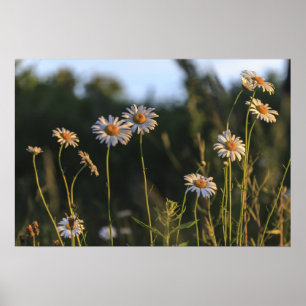 Wilde madeliefjes in een veld poster