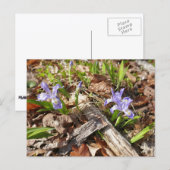 wilde miniatuur-irissen briefkaart (Voorkant / Achterkant)