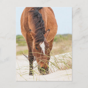 Wilde mosterdpaarden of bankerpaarden briefkaart