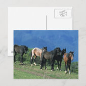Wilde Mustang-paarden in de bergen Briefkaart (Voorkant / Achterkant)