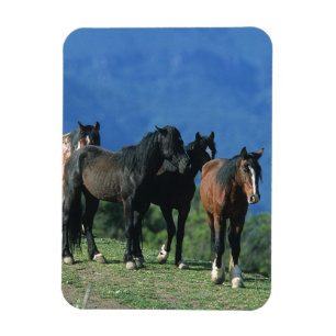 Wilde Mustang-paarden in de bergen Magneet