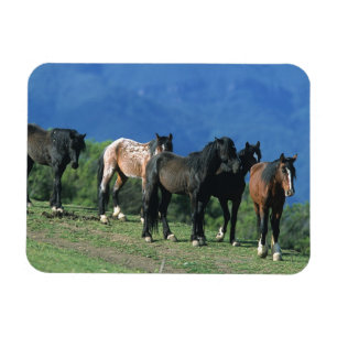 Wilde Mustang-paarden in de bergen Magneet