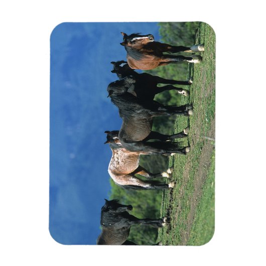 Wilde Mustang-paarden in de bergen Magneet (Verticaal)