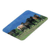 Wilde Mustang-paarden in de bergen Magneet (Linkerzijde)