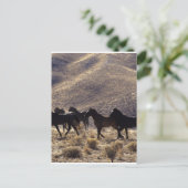 Wilde Mustang-paarden in de woestijn 1 Briefkaart (Staand voorkant)