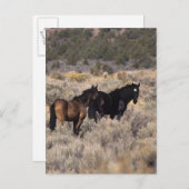 Wilde Mustang-paarden in de woestijn 2 Briefkaart (Voorkant / Achterkant)