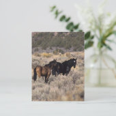 Wilde Mustang-paarden in de woestijn 2 Briefkaart (Staand voorkant)