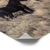 Wilde Mustang-paarden in de woestijn 2 Poster (Hoek)