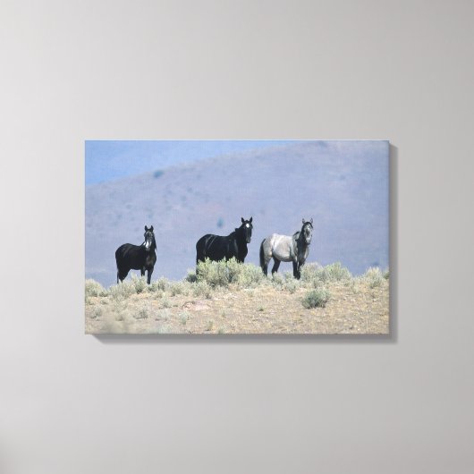 Wilde Mustang-paarden in de woestijn 3 Canvas Afdruk (Voorkant)