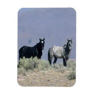 Wilde Mustang-paarden in de woestijn 3 Magneet
